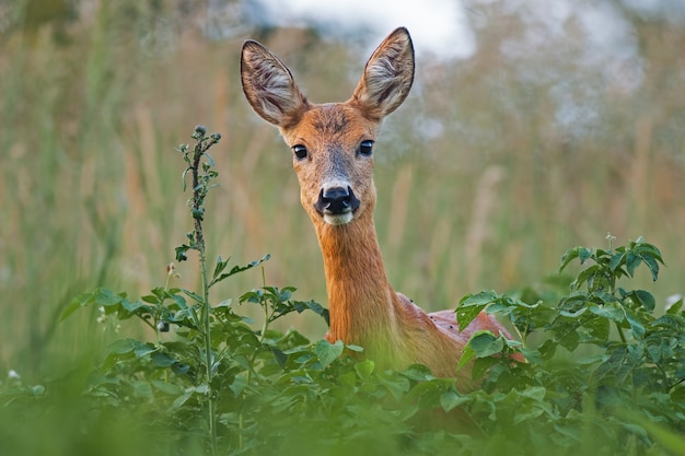 Portrait of roe deer doe female in summer