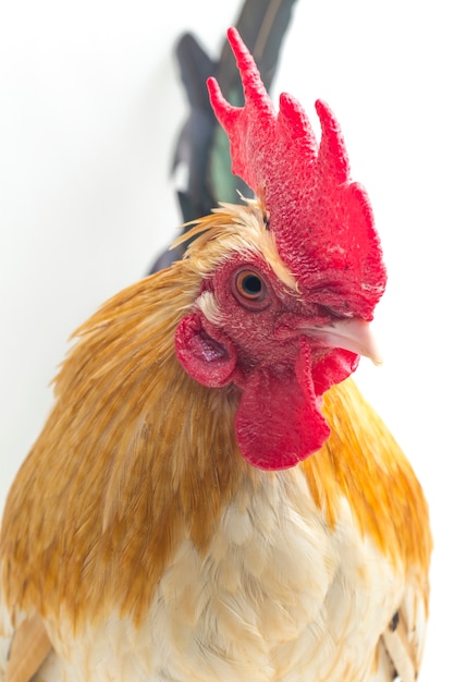 Portrait of rooster bantam chicken