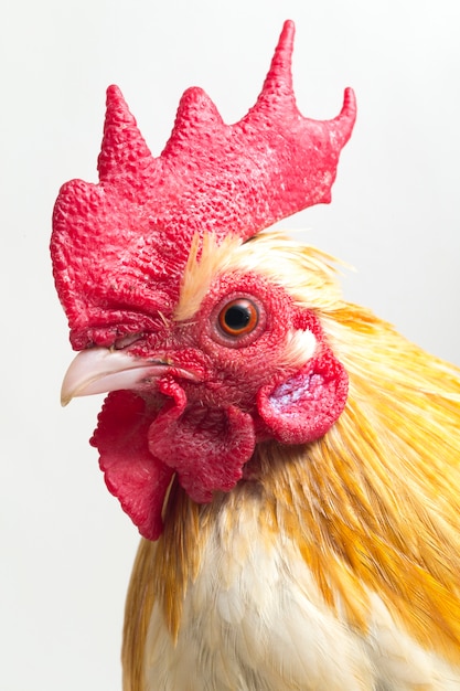 Photo portrait of rooster bantam chicken