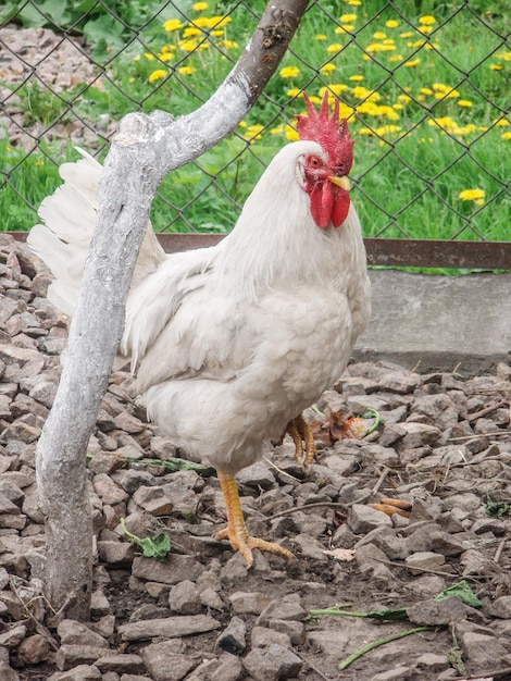 Portrait of rooster in farm Cock in outside area of a chicken coop Beautifully feathered cock outdoors Portrait of a male chicken or rooster