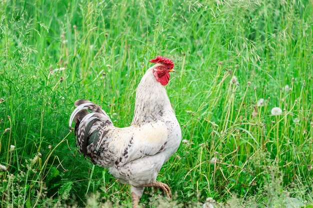 Portrait of a rooster in the field