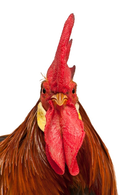 Portrait of Rooster Leghorn isolated