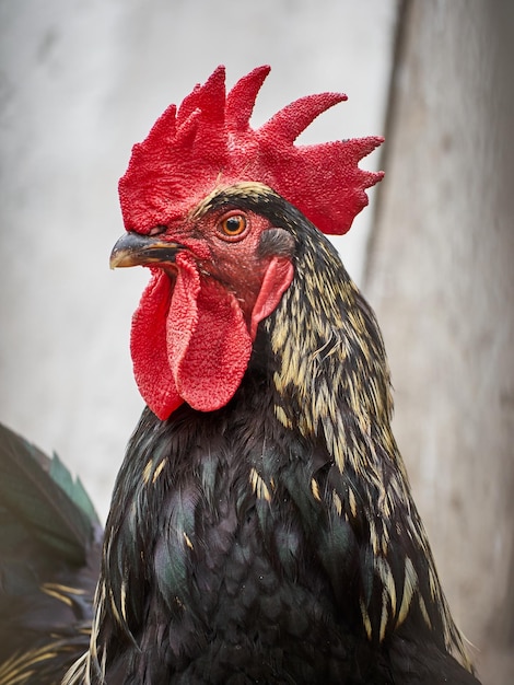 A portrait of a rooster