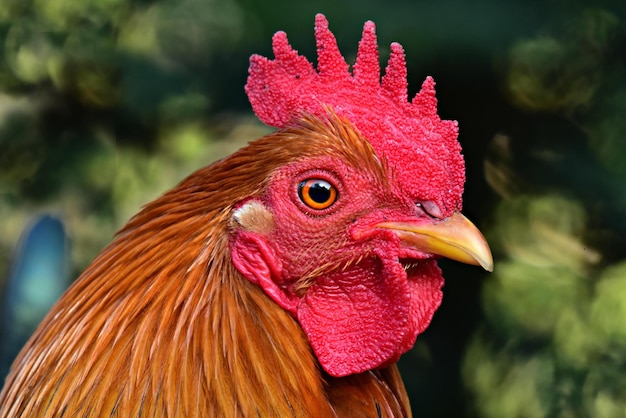 portrait of a rooster