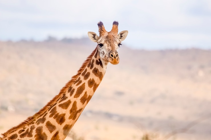 Photo ロスチャイルドキリンの肖像tsavowest nationalparkケニアアフリカ