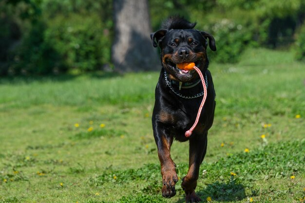 Photo portrait of rottweiler carrying toy in mouth on grassy field