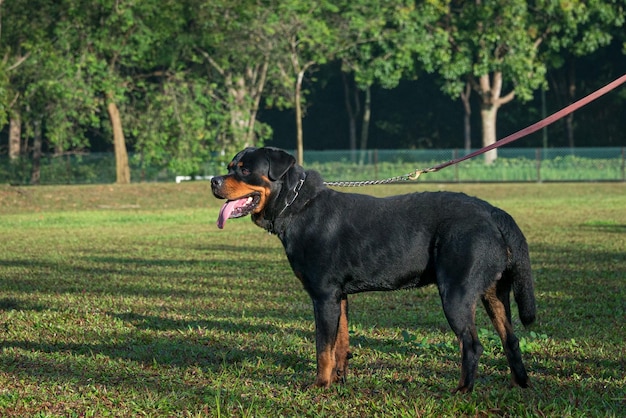 Portrait of Rottweiler dog standing on the field
