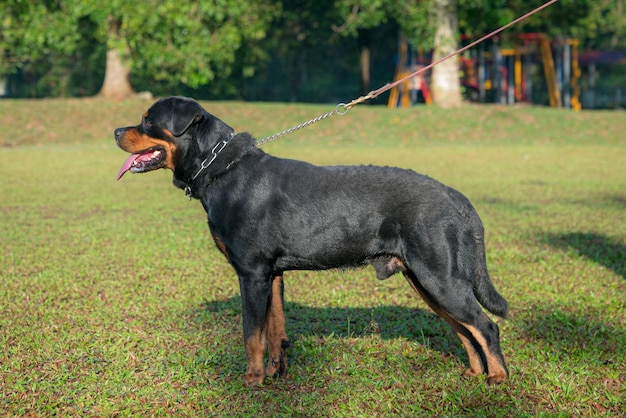 Portrait of Rottweiler dog standing on the field