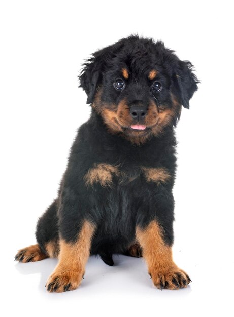 Photo portrait of rottweiler sitting against white background