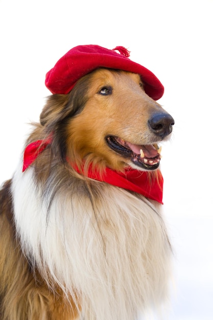 Portrait of rough collie with beret and red scarf San Fermin celebration