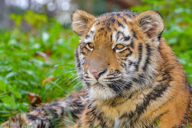 ロイヤル ベンガル タイガー アラートとカメラを見つめてカメラの肖像画