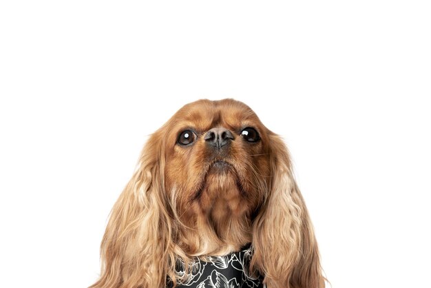 Portrait of ruby cavalier spaniel in scarf isolated on white background