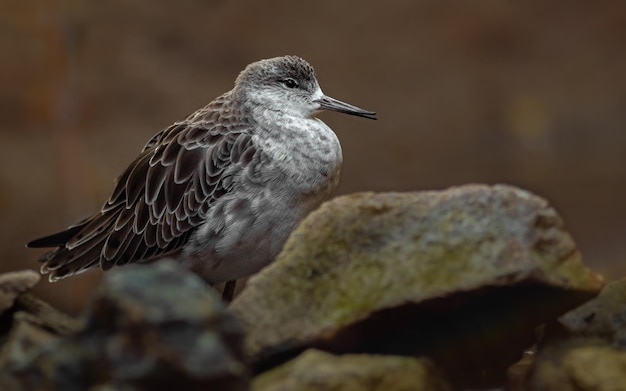 Portrait of Ruff