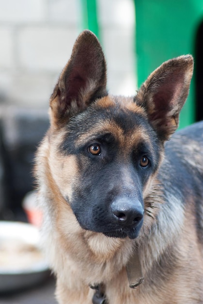 Portrait rural Shepherd