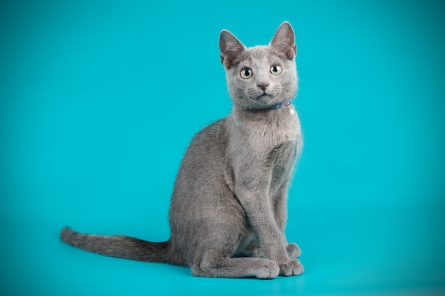 Portrait of a Russian blue cat on colored wall