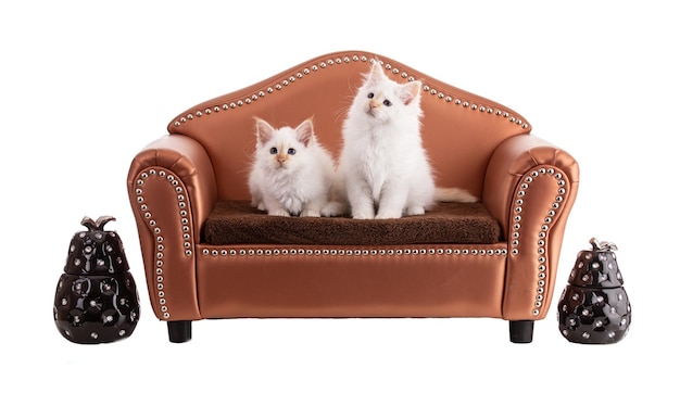 Portrait of sacred kittens of Burma in a brown sofaon white background