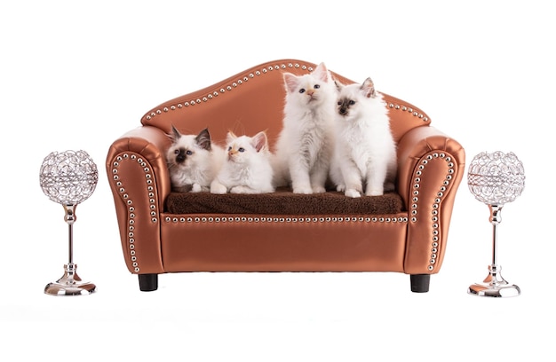 Portrait of sacred kittens of Burma in a brown sofaon white background