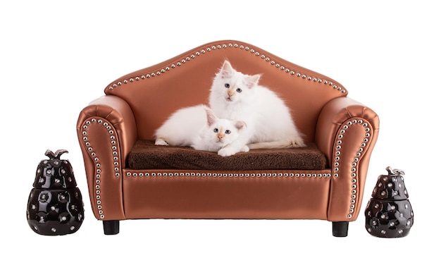 Portrait of sacred kittens of Burma in a brown sofaon white background