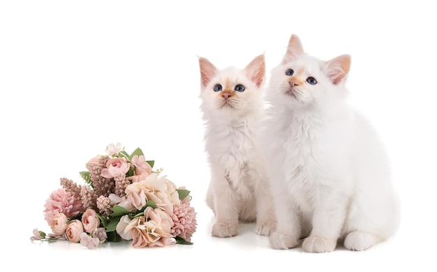 Portrait of sacred kittens of Burma with flowers on white background