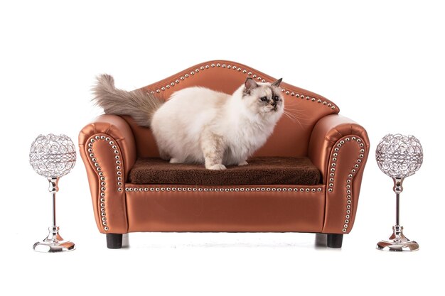 Portrait of sacred young cat of Burma in a brown sofa