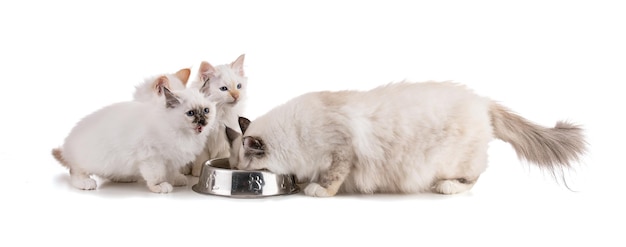 Portrait of sacred young cat of Burma eating on white background