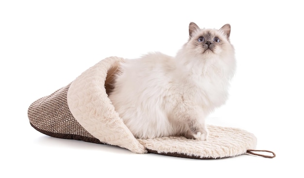 Portrait of sacred young cat of Burma in slipper on white background