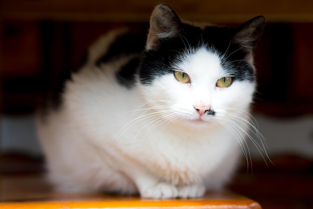 Portrait of a sad cat black and white color