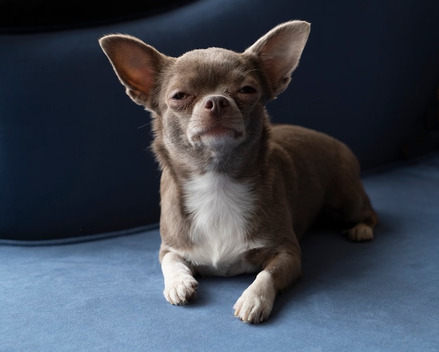 Portrait of a sad Chihuahua dog