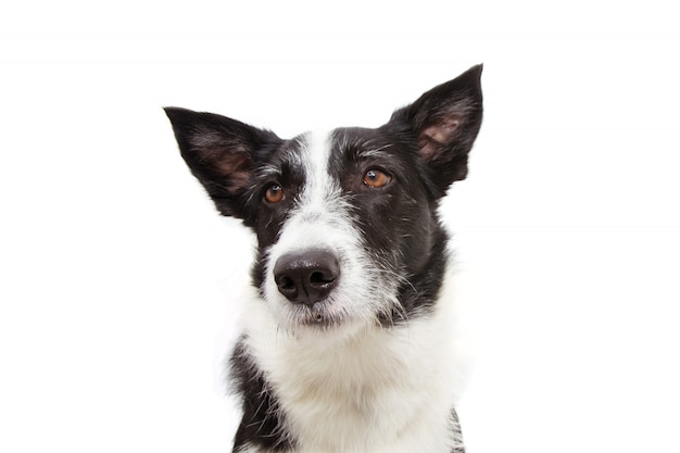 Portrait sad and gloomy border collie dog. 