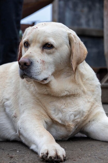 Foto ritratto di un labrador triste