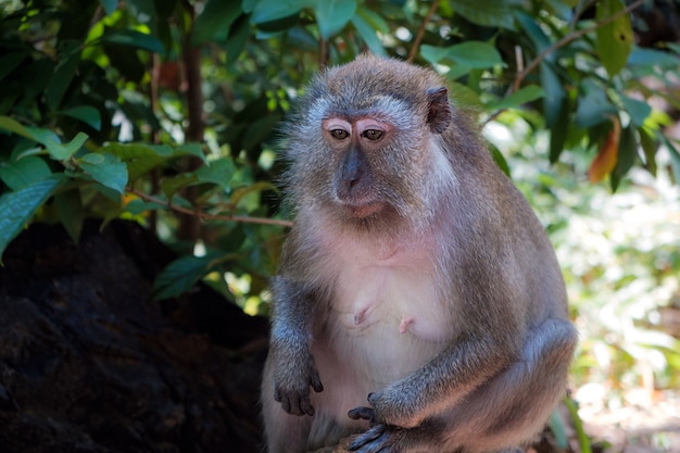 Portrait of sad macaque monkey in jungle