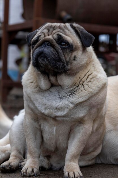 Photo portrait of a sad pug dog