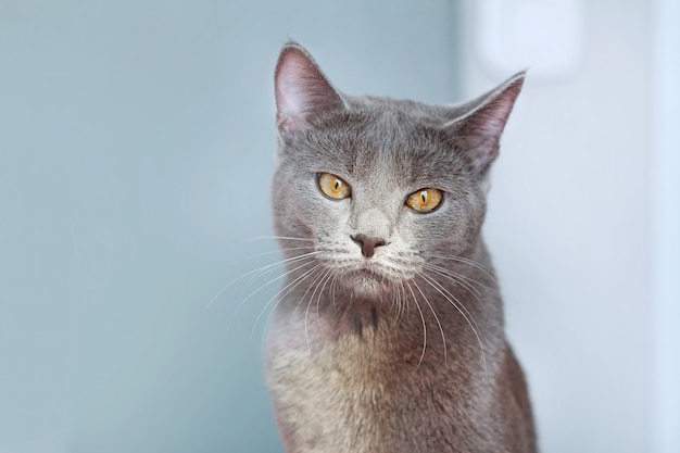 Portrait of sad Russian blue cat on gray background.