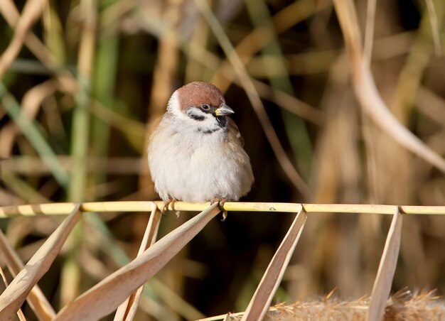 Portrait of a sad tree sparrow sits on the slim reed branch