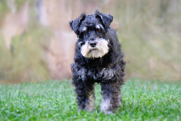 Foto ritratto di un cane schnauzer in miniatura con sale e pepe su un campo di erba