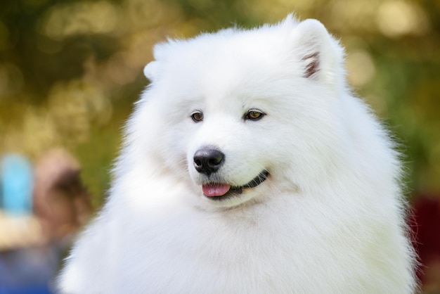 Photo portrait of a samoyed dog breed closeup on a background of trees close up