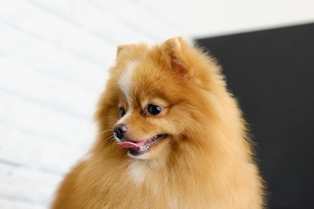 Portrait of a satisfied Pomeranian Pomeranian after a closeup haircut according to the breed standard