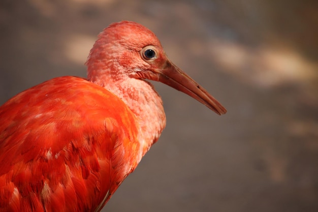 Photo portrait of scarlet ibis (eudocimus ruber)