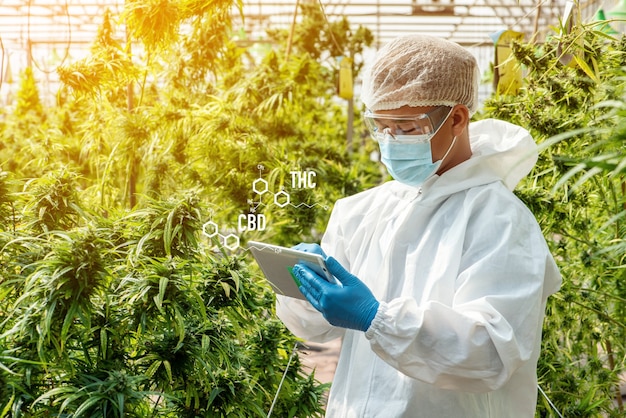 Ritratto di scienziato con maschera, occhiali e guanti. controllo analisi e risultati con tablet per fiori di cannabis marijuana medica paziente in una serra.