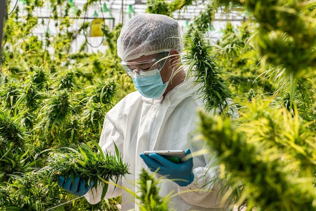 Portrait of scientist with mask , glasses and gloves. Checking analysing and results with Tablet to patient medical marijuana cannabis flowers in a greenhouse.