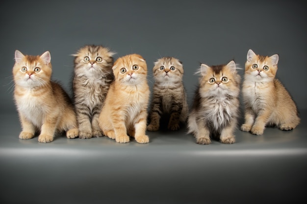 Photo portrait of a scottish cat on colored wall