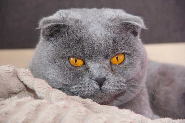 Foto ritratto di un gatto scozzese piegato un gatto grasso arrabbiato