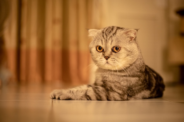 Portrait scottish fold cat in the studio.