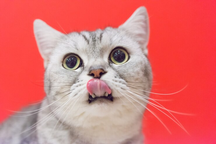 Portrait of a scottish fold cat