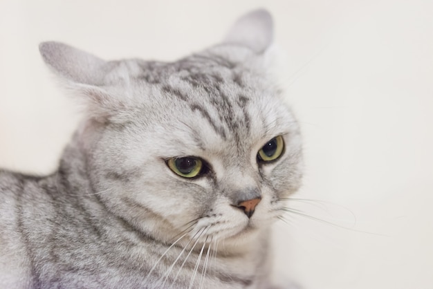 Portrait of a scottish fold cat