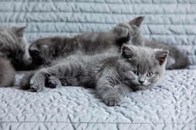 他の子猫と一緒にソファに横になってカメラを見ているスコティッシュフォールドの灰色の子猫の肖像画