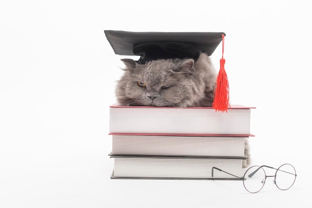 A Portrait of Scottish fold lovely cat with text back on white studio background Education concept