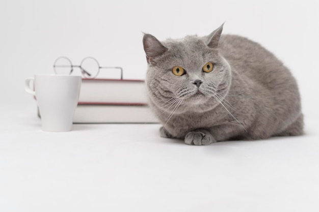 A Portrait of Scottish fold lovely cat with text back on white studio background Education concept