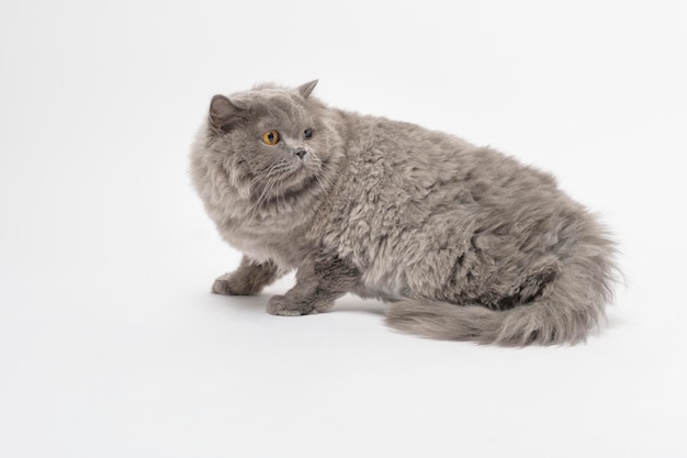 Portrait of A Scottish fold lovely cats on white studio background