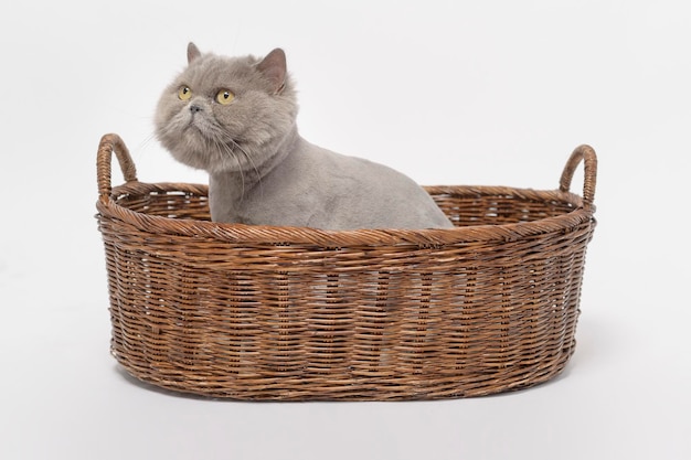 Portrait of A Scottish fold lovely cats on white studio background